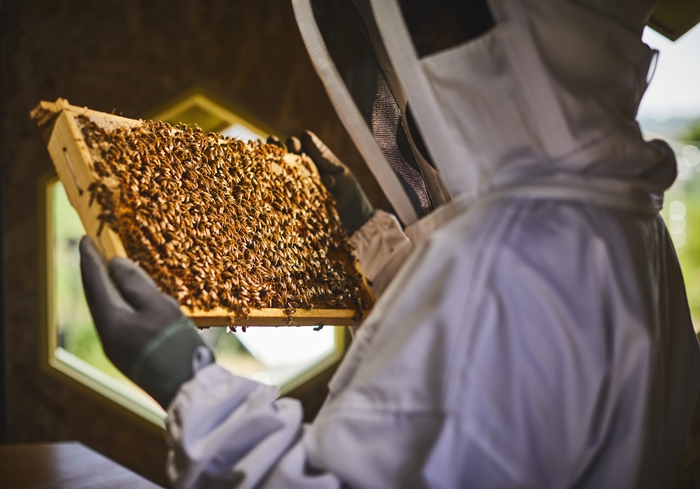 한화에 따르면 국립 한국농수산대학교에 시범적으로 설치한 솔라비하이브에는 약 4만마리 꿀벌들이 살며 교내 실습용 과일나무와 주변 지역 식물의 수분에 도움을 주게 된다. / 한화