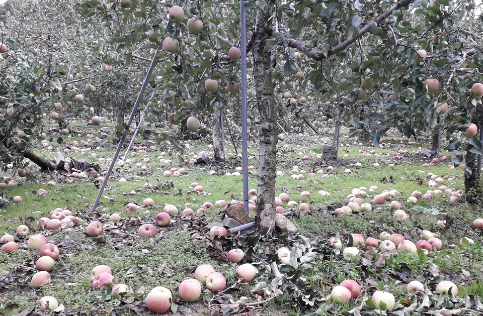 6일 제25호 태풍 '콩레이'(KONG-REY)의 거센 바람에 의해 경북 영주시 부석면 한 사과농장의 사과들이 떨어져 나뒹굴고 있다. / 영주시, 뉴시스