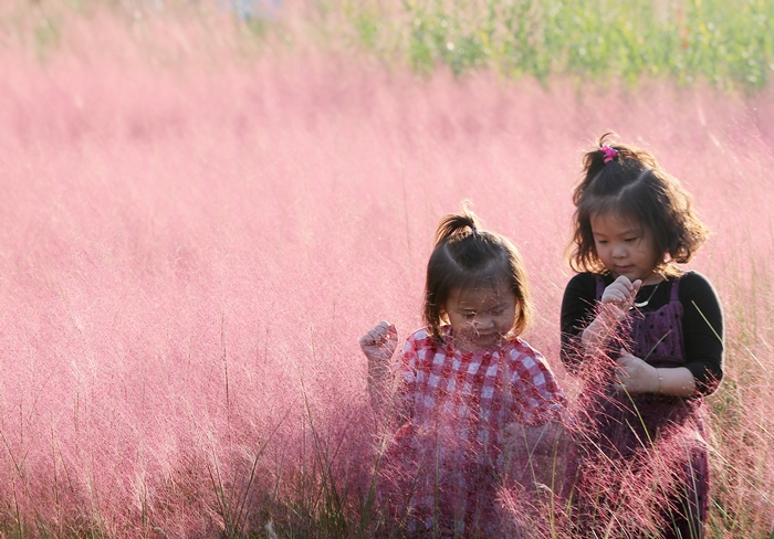 서울 잠원한강공원을 찾은 아이들이 분홍빛 아름다운 핑크뮬리의 매력에 빠져있다. /뉴시스