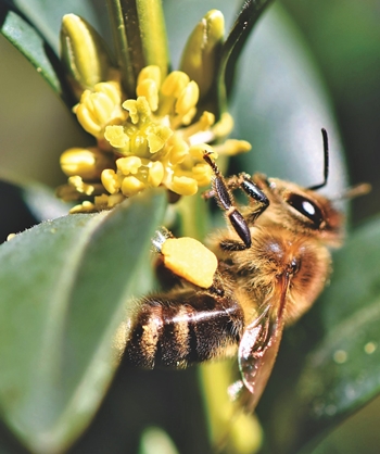 꿀벌의 다리에 묻은 노란색 꽃가루 덩어리. 꿀벌은 이를 다른 꽃으로 옮기며 식물 번식의 매개체 역할을 한다./ 픽사베이