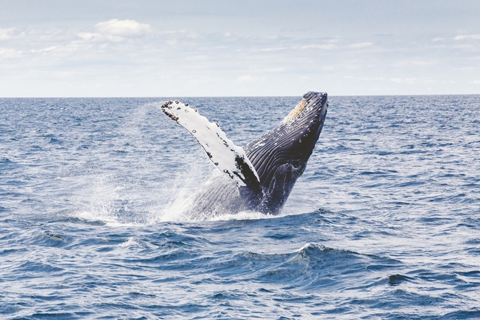 우리의 노력으로 멸종위기에 처한 동물을 구할 수 있을까. 놀랍게도 사람들의 50여년간 끈질긴 노력 끝에 고래는 다시 바다로 돌아오고 있다./ 픽사베이