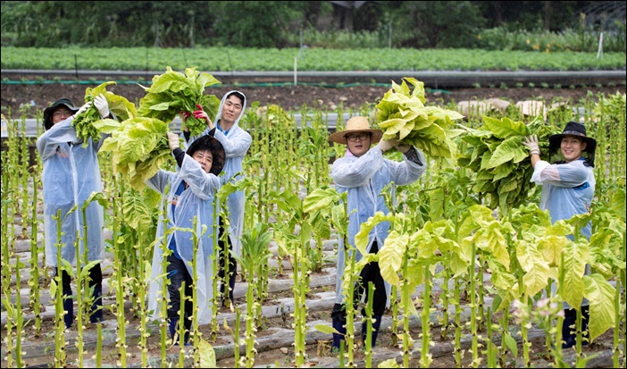 KT&G 원료본부 및 김천공장 임직원들이 지난 24일 문경시 가은읍의 잎담배 농가를 방문해 수확 봉사활동을 진행하고 있다. / KT&G