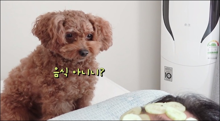 천방지축 강아지 몽자의 버라이어티한 일상 / 유튜브 '몽자' 영상 캡처