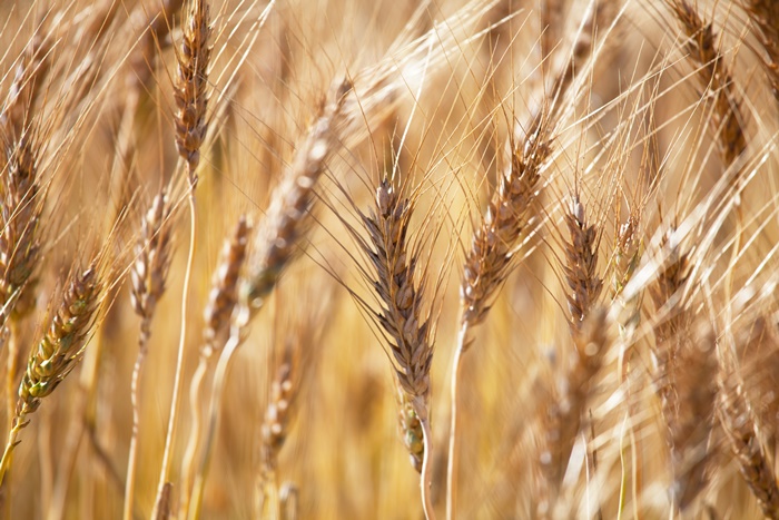 농림축산식품부에 따르면 유엔 식량농업기구가 발표한 세계식량가격지수는 전월대비 소폭 하락한 135.7포인트를 기록했다. 국제 곡물 가격지수의 경우 안정적인 수준에서 등락을 반복하고 있는 가운데 곡물 수입단가는 여전히 높은 것으로 나타났다./ 게티이미지뱅크