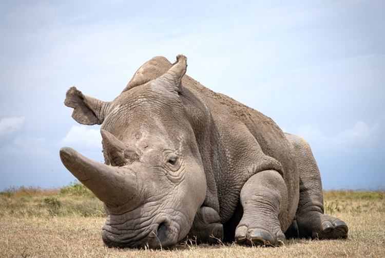 북부흰코뿔소(사진)는 한때 사하라 이남 동부, 중부 아프리카 등 아프리카 대륙 전역에서 번성했던 초식동물 중 하나였다. 하지만 이제 아프리카의 ‘전설’이 되고 말았다. ‘인간’이라는 흡혈귀들에 의해 멸종되고 만 것이다. / BioRescue