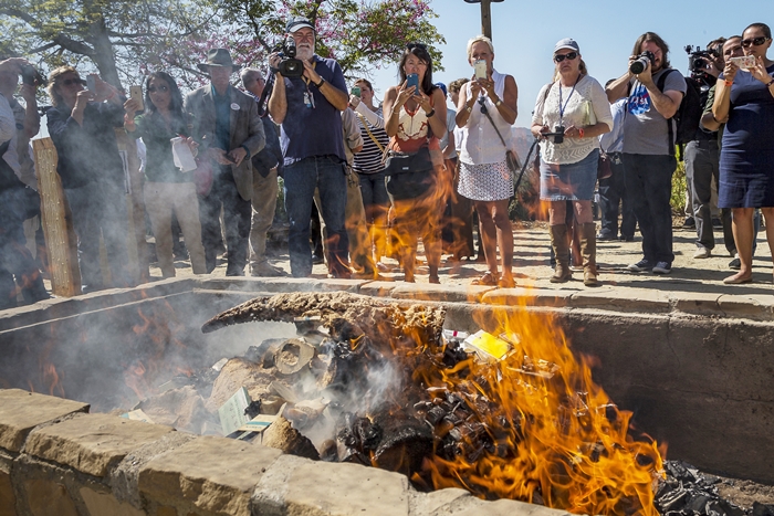 2016년 9월 8일 목요일 캘리포니아 에스콘디도 공원에서 불법 거래된 코뿔소 뿔을 불태우는 모습. / 뉴시스, AP