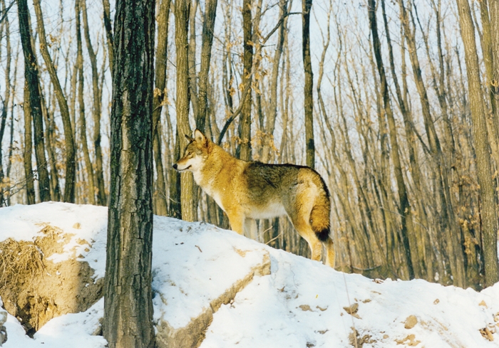 한국 토종 늑대인 ‘몽골리안 울프-코레아누스(Canis lupus coreanus)’의 모습./ 국립생물자원관