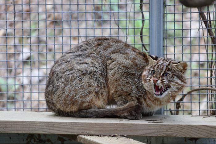 삵은 고양이와 유사한 외모를 가지고 있지만, 훨씬 강력한 이빨과 발톱을 갖춘 무서운 사냥꾼이다. / 국립생태원