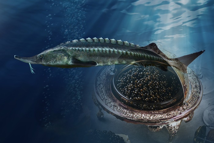 세계 3대 진미 ‘캐비아’의 황홀한 맛은 큰철갑상어(사진)의 멸종위기라는 비극을 불렀다./ 사진=Wiki Media, 편집=시사위크