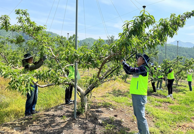 농협경제지주 산지유통부 직원들이 지난 10일 충북 보은 복숭아 재배 농가를 찾아 적과 작업을 하고 있다. / 농협