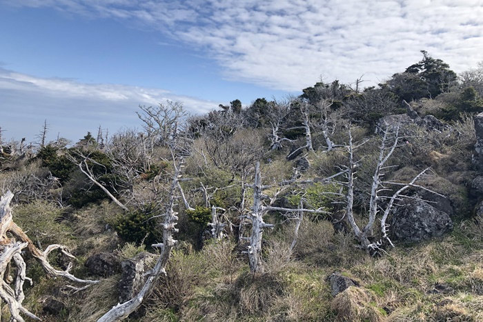 산림청에 따르면 국내에 서식하는 구상나무의 평균 수명은 64년에 불과하다. 실제로 지리산, 제주도 등 서식지에선 허옇게 죽어버린 구상나무 고사목이 즐비하다.