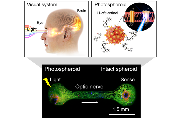 광반응성 신경세포 스페로이드 기반 눈-뇌 인간 시각 모사 모델./ 한국과학기술연구원