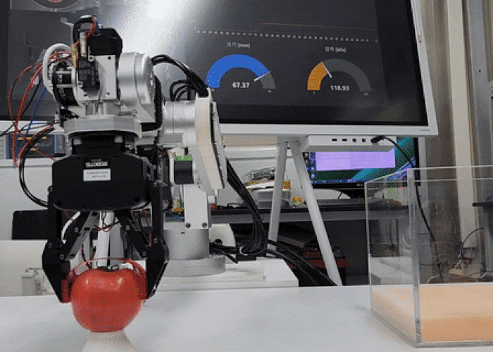 ETRI 연구진이 개발한 멀티 모달 유연 센서 기반 지능형 로봇 그리퍼가 토마토의 신선도와 물성을 파악하고 운반하는 모습./ 한국전자통신연구원