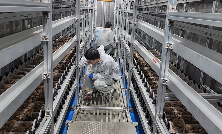 컨테이너팜 그린셀 내부에서 표고버섯을 재배하고 있는 KIST 연구진들./ 박설민 기자