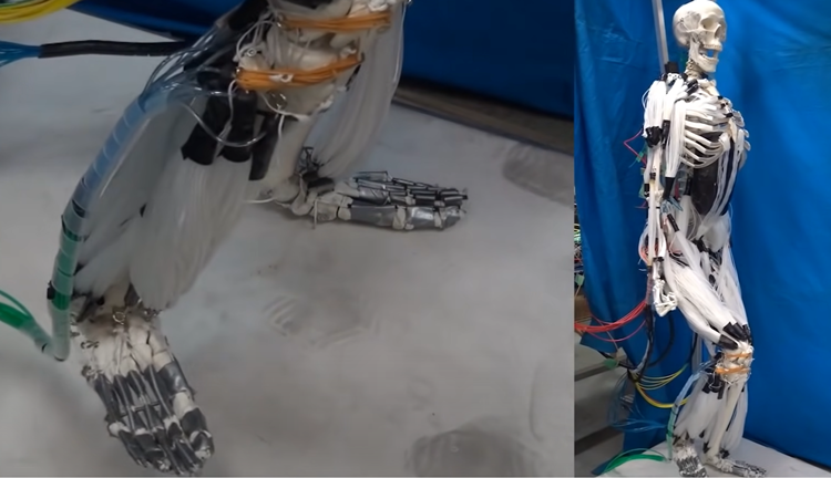 일본 도쿄공업대학 연구소 스즈모리 엔도 랩(Suzumori Endo Lab)이 개발한 인공근육 기반 근골격 로봇./ Suzumori Endo Robotics Laboratory