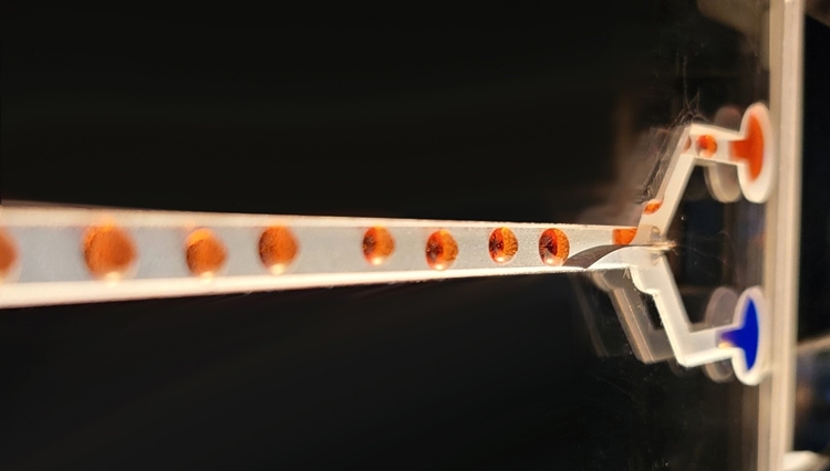 초저전압에서 인공근육 기반으로 제작된 연성 유체 스위치를 사용해 유체 방울을 분리하는 모습./ KAIST