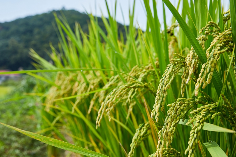 농림축산식품부는 유관 기관들과 쌀이 구조적으로 공급 과잉되고 있는 인식을 공유하고 벼 재배면적을 줄여 쌀 수급을 안정시킬 것을 결의했다고 밝혔다. / 게티이미지뱅크