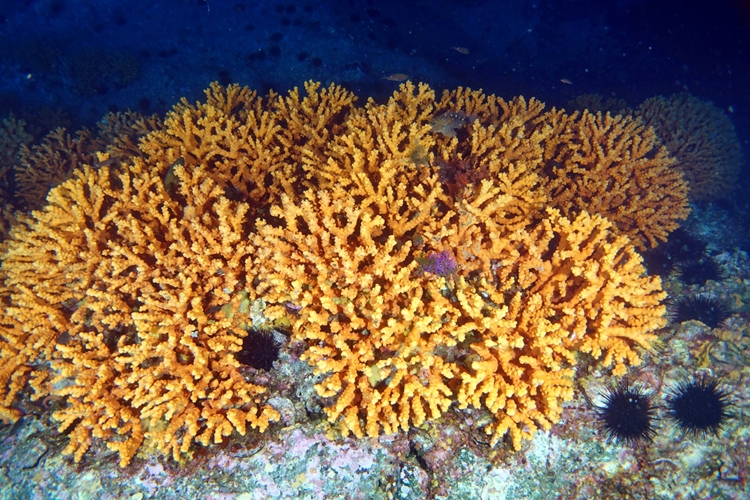  유착나무돌산호와 같은 산호초 군락은 ‘해양생물다양성’을 높여준다. 커다란 군락을 이뤄 자라는 유착나무돌산호는 물고기, 갑각류 등 해양생물이 살아갈 수 있는 보금자리가 된다./ 국립생물자원관