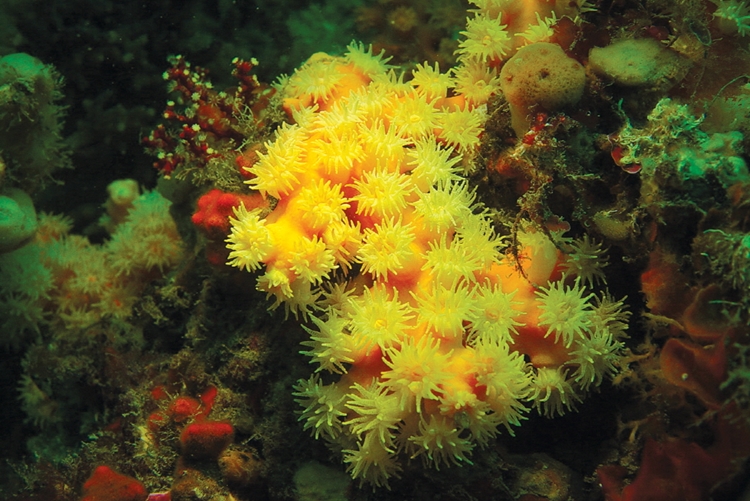 유착나무돌산호는 다른 미세조류와 공생하지 않는 ‘비공생산호’다. 때문에 체내 공생하는 미세조류 광합성으로 영양분을 얻는 일반 산호와 달리, 사진에 보이는 촉수로 미생물을 잡아먹는다./ 국립생물자원관