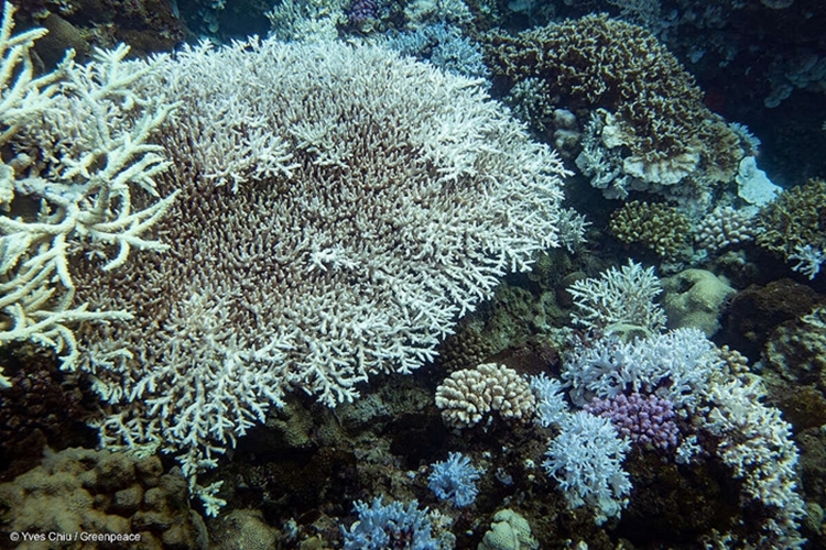 비공생산호인 유착나무돌산호는 지구온난화로 인한 '백화현상'에 강한 저항성을 보여준다. 체내에 공생하는 미세조류가 없기 때문이다. 반대로 일반 산호의 경우  체내 공생 미세조류로 양분을 얻기 때문에 백화현상이 일어나면 굶어죽게 된다. 사진은 백화현상이 일어나 말라죽은 산호들의 모습./ 그린피스