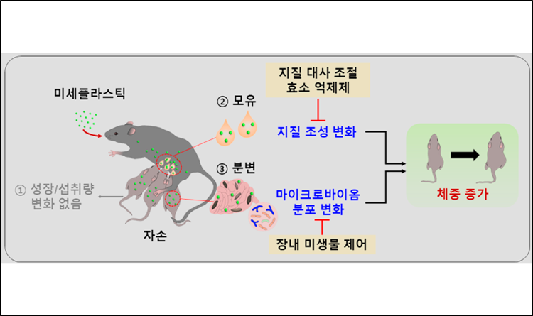 생쥐의 모체가 섭취한 초미세플라스틱이 자손의 체중 증가를 유도하는 과정./ 한국생명공학연구원