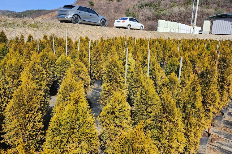시골에서 농사와 함께 하기 좋은 투자 중 하나로 ‘목(木)테크’가 있다. / 청양=박우주