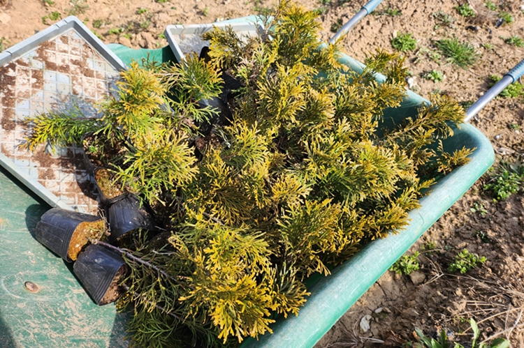 우리는 이번에 18만원을 들여 60그루의 에메랄드그린을 심었다. / 청양=박우주