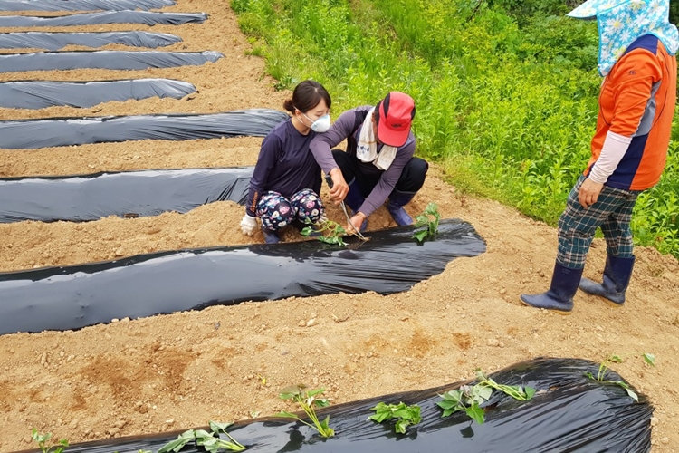 귀농 후 현지인들과 갈등을 빚거나 갑질을 당해 도시로 돌아가는 역귀농을 방지하고, 현지인과 외지인이 조화를 이룰 수 있도록 하기 위해 다양한 노력이 요구된다. /청양=박우주