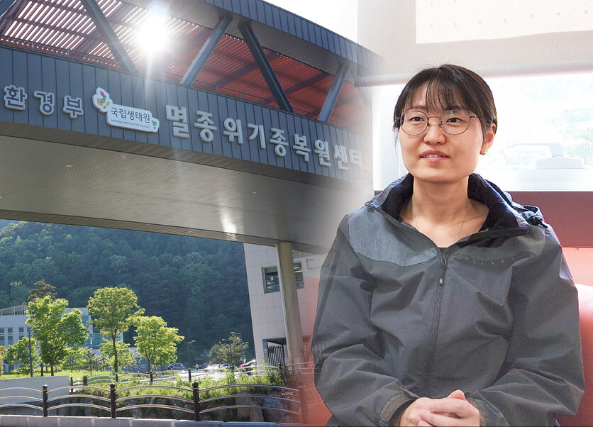 멸종위기종을 복원하는 것은 무너진 자연 생태계의 퍼즐 조각을 맞추는 일이다. 하지만 지역 주민 반대와 민간 피해, 개체수 조절 등의 문제는 반드시 짚고 넘어가야할 과제다. 사진은 임정은 국립생태원 멸종위기종복원센터 선임연구원./ 사진, 편집=박설민 기자