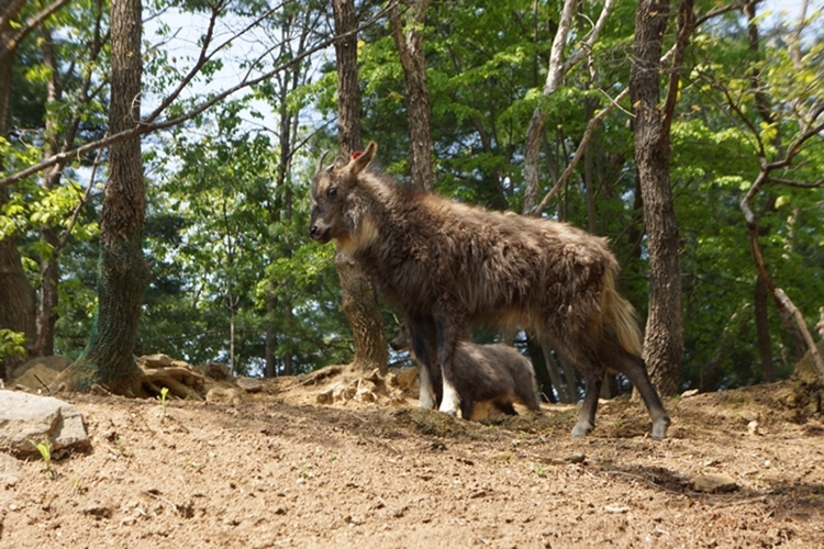 일본에서는 1970년대부터 멸종위기종 ‘산양’을 보호종으로 지종, 40년 넘게 복원사업을 추진했다. 그 결과 당시 100여마리였던 개체수는 현재 10만마리가 넘는 수준으로 불어나면서 농작물과 산림을 황폐화시키는 골칫거리가 됐다./ 시사위크DB