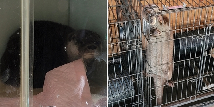 멸종위기 야생동물과 접촉할 시 멸종위기종복원센터나 환경부, 구조센터 등에 신고할 것도 당부했다. 위험성뿐만 아니라 이들의 야생성을 지켜 인근 마을이나 인간과의 접촉을 최소화할 수 있는 방법이기 때문이다. 사진은 지난 2021년 장마철 구조돼 돌봄을 받았던 야생수달의 모습. 현재는 야생으로 돌아간 것으로 알려졌다./ 시사위크DB