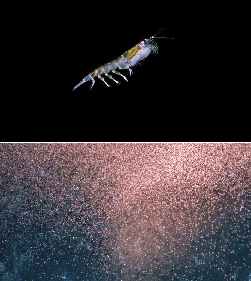 신형철 소장의 중점 연구 분야는 ‘남극크릴새우’다. 극에 서식하는 고래와 어류, 펭귄 등은 모두 크릴새우가 주식이다. 때문에 크릴새우는 차가운 남극의 해수에 포함된 높은 영양염이 식물플랑크톤을 넘어 극지에 서식하는 많은 동물들에게 전달될 수 있도록 한다./ 그린피스