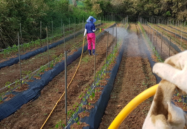 이전엔 고추에 약을 주기 위해 꼭 2인 1조로 일을 해야 했다. 이후 이탈리아 제품을 구입한 뒤로는 혼자서도 쉽게 작업을 하고 있다. / 청양=박우주