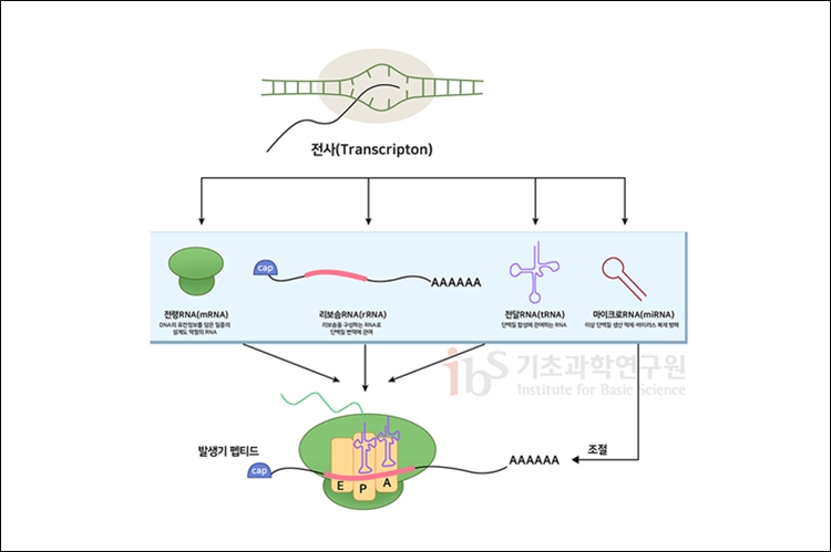 DNA의 정보를 바탕으로 RNA는 합성(전사)된다. 그 다음 복제된 정보를 세포 내 단백질 공장인 리보솜으로 가져가 단백질을 만든다./ 기초과학연구원
