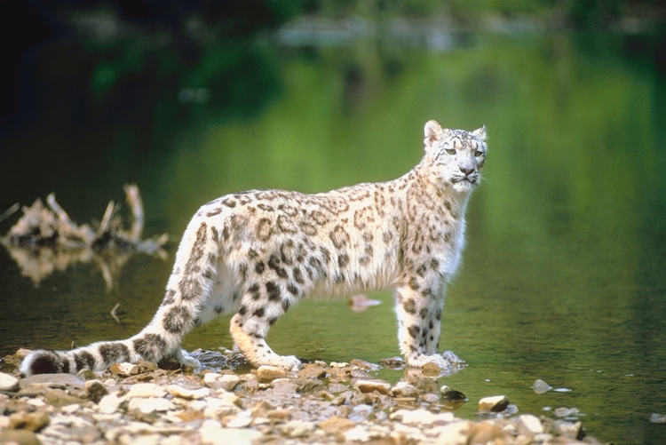 눈표범은 적은 개체수와 달리 여러 지역에서 발견된다. 넓은 사냥 영역 활동을 하는 습성 때문에 히말라야 산맥, 티베트를 포함한 중앙아시아 등 다양한 지역에 분포한다. 때문에 이들을 보호하기 위해선 넓은 범위의 국제적 협력이 반드시 뒷받침돼야한다./ Gettyimagesbank
