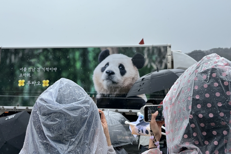 훗날 판다가 멸종취약종에서 완전히 벗어나게 된다면 우리는 푸바오와 같은 이별을 다시 겪지 않아도 될지도 모른다./ 시사위크DB