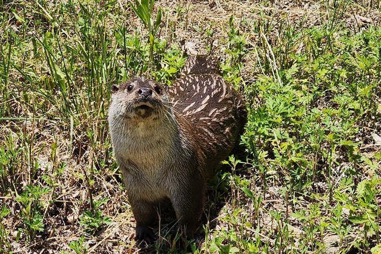 수달은 하천 최고의 포식자로 붕어, 가물치, 베스 등 대형 어종을 손쉽게 사냥한다. 하지만 ‘한국수달연구센터’에서 보호하는 개체들은 냉동 닭을 먹이로 먹고 있었다./ 박설민 기자