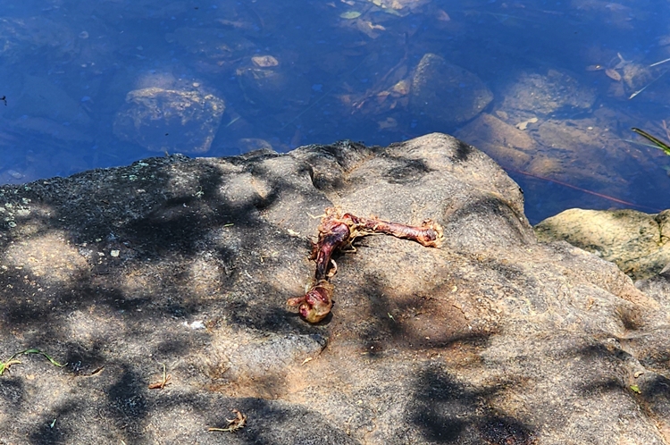 한국수달연구센터 내 사육장에서 수달이 냉동 닭다리를 먹고 남긴 흔적./ 박설민 기자