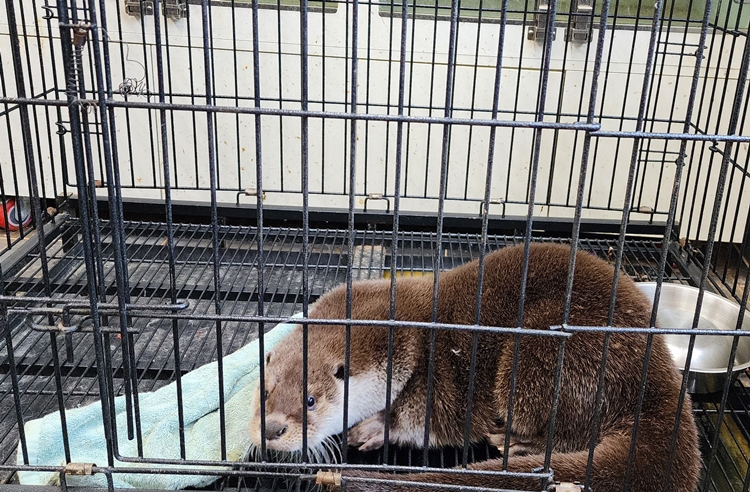 한국수달연구센터에서 보호 중인 수달의 모습. 관계자들에 따르면 올해 센터 운영 예산은 약 20% 감소했다./ 박설민 기자