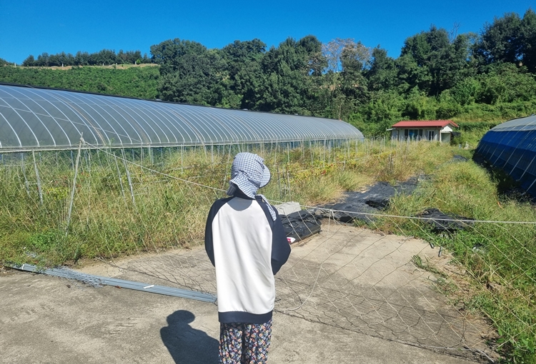 우리는 올해 고추농사를 망치고 말았다. / 청양=박우주