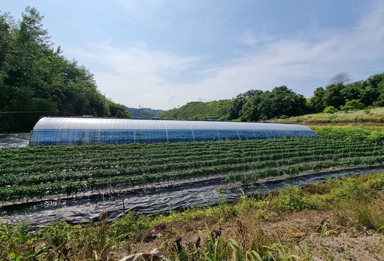 고추농사를 망치고, 구기자농사도 좋은 성과를 내지 못하면서 우리는 미래에 대한 고민이 커졌다. / 청양=박우주