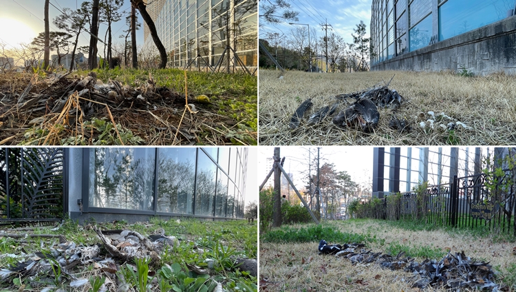 17일 국회 환경노동위원회 소속 김형동 국민의힘 의원실에 따르면 2019년부터 지난해까지 방음벽에 충돌해 폐사한 멸종위기 조류가 509마리인 것으로 나타났다./ 뉴시스