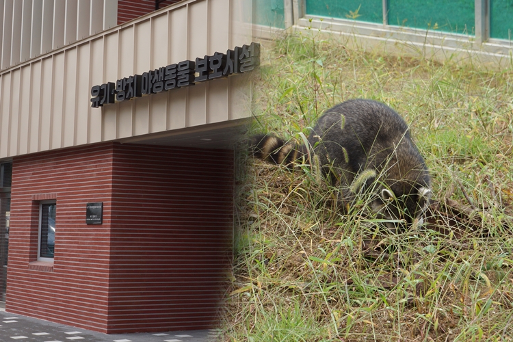 충남 서천군에 위치한 ‘국립생태원 유기야생동물보호시설’의 야외방사장에서 뛰어놀고 있는 ‘라쿤(Raccoon)’의 모습. 보호시설에서는 동물카페, 가정집 등에서 키우다 유기된 라쿤, 미어캣 등 야생동물 개체들이 보호되고 있다./ 사진,편집=박설민 기자