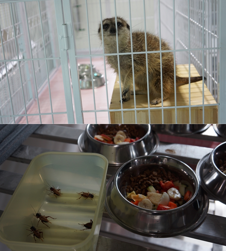 라쿤 다음으로 많이 보호되고 있는 종은 ‘미어캣’이다. 총 6마리의 미어캣들은 보호실 내 케이지 내부에서 보호 중이었다. 각각 동물카페에서 위탁되거나 야생에서 구조돼 전국 각지에서 모인 개체들이다. 미어캣과 라쿤의 식사는 귀뚜라미, 과일, 밀웜 등으로 영양 균형을 맞춰 제공된다./ 박설민 기자