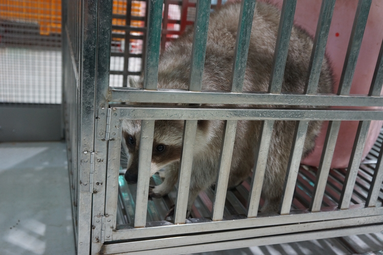 지난해 12월 14일 ‘동물원 및 수족관의 관리에 관한 개정 법률’과 ‘야생생물 보호 및 관리에 관한 개정 법률’이 시행된 후 야생동물카페가 문을 닫는 일이 늘고 있다. 사진은 동물카페에서 유기된 라쿤 개체가 ‘국립생태원 유기야생동물보호시설’에서 구조된 모습./ 박설민 기자