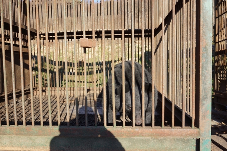동물원법 재정으로 사육 반달곰들 역시 보호소로 이송돼야 한다. 이에 국립생태원은 현재 ‘반달곰 생츄어리’ 사업을 추진 중이다. 2025년 서천군에 완공될 예정인 것으로 알려진 생츄어리는 약 10만㎡ 규모에 이를 것으로 예상된다. 사진은 지난 반달곰 사육장의 모습./ 시사위크DB