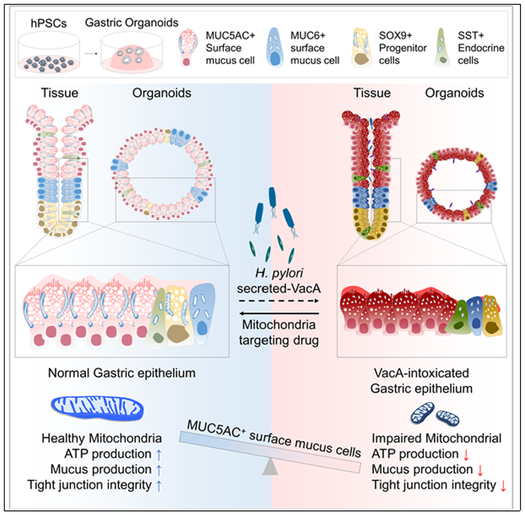 핼리코박터 파일로리 감염과 VacA 독소 노출 시 인산화효소(키네이스) 저해제의 효능 모식도./ 한국생명공학연구원
