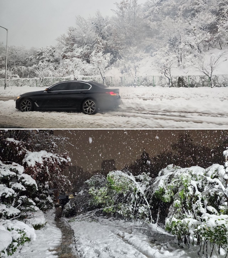 지난달 27일부터 28일 내린 폭설 현장. (위쪽) 도로 위에 쌓인 눈으로 차가 멈춰버리고 (아래) 길의 나무들이 눈 무게를 버티지 못해 쓰러지거나 휘어버렸다./ 박설민 기자