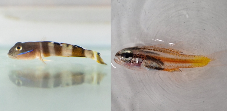 한국해양과학기술원(KIOST)은 울릉도·독도 해역에서 국내 미기록종 어류 2종과 기존에 울릉도·독도 해역에서 보고되지 않았던 14종의 어류를 발견했다고 10일 밝혔다. 사진은 등점복기망둑(가칭)과 큰금줄얼게비늘(가칭)./ KIOST