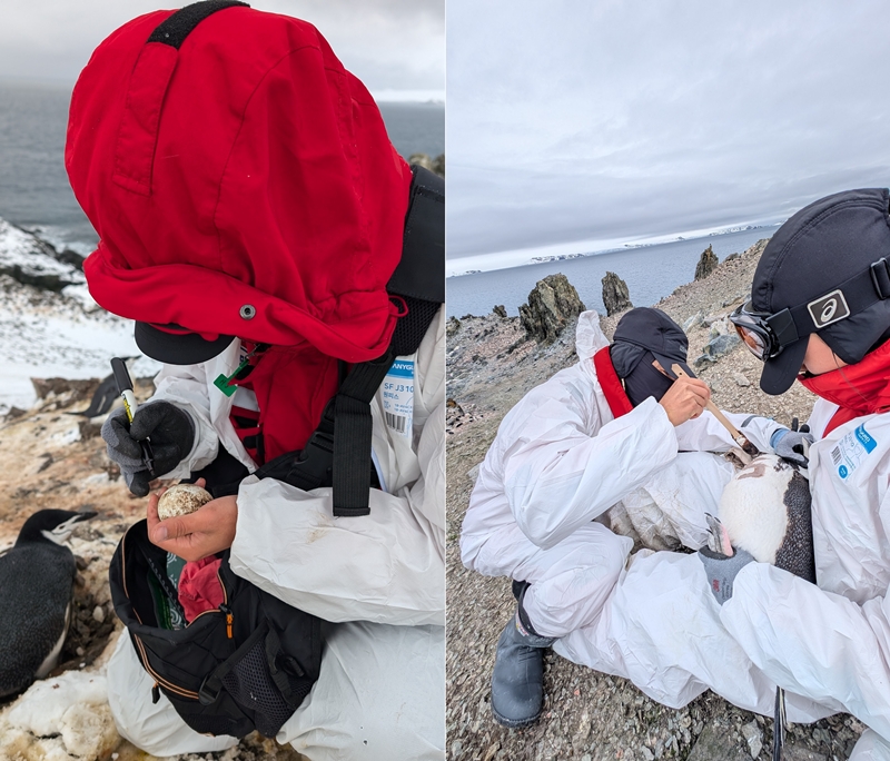 야생동물팀은 펭귄 개체수 식별을 위해 알과 펭귄의 몸에 펜, 염색약으로 식별 번호를 표시하기도 한다./ 사진=야생동물팀 제공